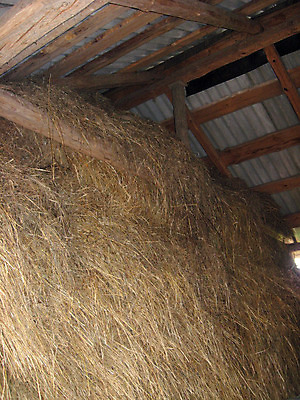 포토 JPG 해외이미지 동물 계절 음식 백그라운드 농업 자연 건조 따뜻함 사람없음 여름 빛 농장 농경지 노란색 계단 회색 소 볏짚 저녁 주식 먹이 수분 오솔길 밀짚 내추럴 밭일 해외202004 해외포토 산업 길 컬러 포유류 금융 짚 야간 생태계 파일형식 이미지허브