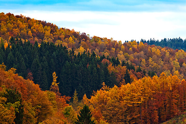 포토 JPG 해외이미지 나무 유럽 잎 오렌지 자연 하늘 독일 풍경 사람없음 빨간색 초록색 파란색 컬러풀 갈색 노란색 가을 황금 숲 11월 언덕 그림 10월 카피스페이스 해외202004 해외포토 식물 계절 나라 컬러 과일 공백 날짜 생태계 파일형식 이미지허브