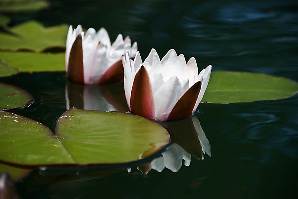 포토 JPG 해외이미지 식물 계절 공원 꽃잎 꽃 호수 선 분홍색 백그라운드 잎 꽃무늬 자연 동양인 사람없음 야외 빨간색 초록색 물 반사 평화 환경 정원 보라색 중국 달력 벚꽃 흰색 연못 신선 신용카드 개화 명상 엽서 이국적 해외202004 해외포토 자연요소 공공시설 아시아 컬러 컨셉 무늬 인종 금융 편지 생태계 파일형식 이미지허브