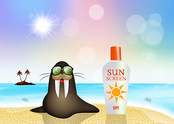 JPG 해외이미지 일러스트 자연 해변 사람없음 여름 선글라스 태양 바다표범 물개 선크림 해외202004 해외포토 포토 자연요소 계절 안경 바다 포유류 바다동물 화장품 생태계 파일형식 이미지허브