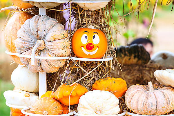 포토 JPG 해외이미지 전통 계절 음식 줄기 백그라운드 잎 겨울 밭 농업 채소 오렌지 과일 부분 가족 자연 호박 휴가 사람없음 야외 초록색 농작물 태양 농장 정원 할로윈 수확 가을 신선 그룹 시장 큼 11월 오브젝트 날것 박 추수감사절 스쿼시 10월 숙성 세련 해외202004 해외포토 자연요소 식물 산업 기독교 스포츠 컬러 관계 구기 날짜 크기 생태계 파일형식 이미지허브