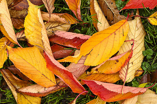 포토 JPG 해외이미지 나무 계절 열매 잎 오렌지 사람없음 빨간색 초록색 갈색 가을 나뭇가지 해외202004 해외포토 식물 컬러 과일 파일형식 이미지허브