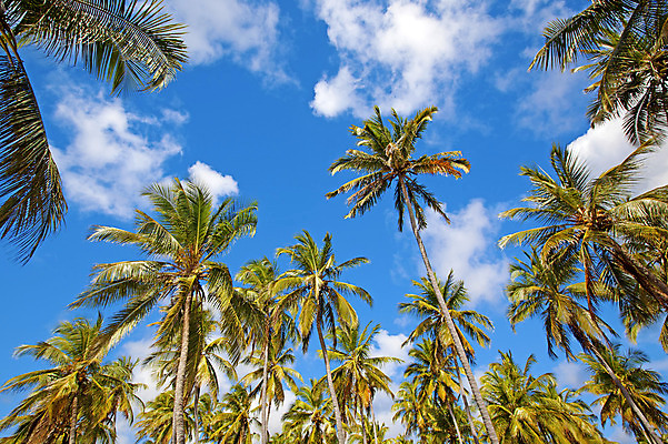포토 JPG 해외이미지 모래 파도 섬 여행 아프리카 자연 하늘 휴가 사람없음 야외 파란색 야자수 평화 맑음 침묵 꿈 흰색 이국적 탄자니아 파라다이스 환상 해외202004 해외포토 나무 나라 바다 컬러 컨셉 날씨 소리 생태계 파일형식 이미지허브