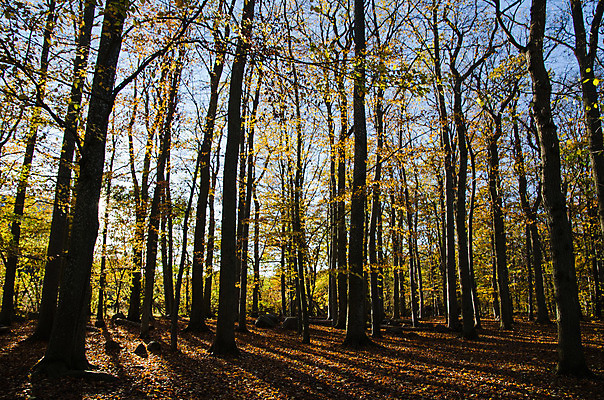 포토 JPG 해외이미지 나무 계절 공원 줄기 단풍 낙엽 잎 자연 스웨덴 풍경 사람없음 목재 빛 컬러풀 햇빛 노란색 환경 침묵 가을 황금 숲 장면 10월 내추럴 해외202004 영광군 해외포토 식물 공공시설 컬러 재료 북유럽 태양 소리 날짜 전라남도 생태계 파일형식 이미지허브