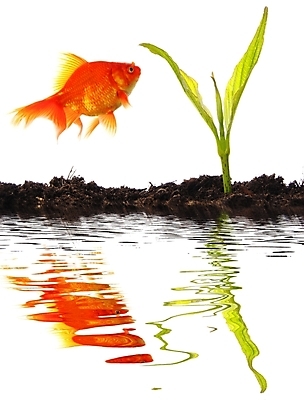 포토 JPG 해외이미지 식물 선 잎 비즈니스 자연 성공 새로움 건강 어류 사람없음 초록색 물 금융 반사 새싹 환경 점프 스파 화목 성장 사발 보호 작음 어항 에코 금붕어 투자 탱크 생태학 해외202004 해외포토 자연요소 교육 컬러 컨셉 모션 경제 수중동물 사기그릇 크기 생태계 파일형식 이미지허브