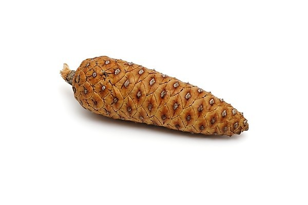 포토 JPG 해외이미지 나무 식물 계절 백그라운드 크리스마스 오렌지 자연 휴가 건조 씨앗 사람없음 장식 갈색 노란색 흰색 소나무 숲 12월 자르기 연도 지중해 심볼 오브젝트 싱글 솔방울 침엽수 전나무 원뿔 고립 해외202004 해외포토 도형 기념일 바다 컬러 과일 모션 날짜 생태계 파일형식 이미지허브