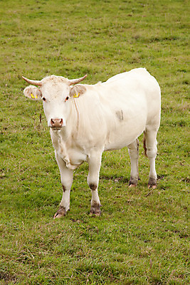 포토 JPG 해외이미지 동물 1 응시 여자 백그라운드 밭 농업 포유류 자연 뿔 건강 육류 서기 풍경 사람없음 야외 초록색 여름 농장 농경지 갈색 가축 봄 소고기 시골 신선 소 닫기 가죽 땅 네덜란드 호기심 내추럴 밭일 혼자 목가 해외202004 해외포토 시선 계절 감정 유럽 산업 컬러 컨셉 식재료 모션 사람 생태계 파일형식 이미지허브