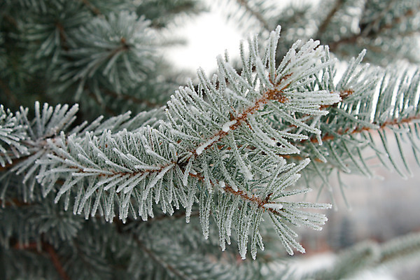 포토 JPG 해외이미지 나무 계절 크리스마스 겨울 사람없음 초록색 백발 흰색 나뭇가지 눈송이 12월 서리 전나무 해외202004 해외포토 식물 헤어스타일 기념일 컬러 눈_날씨 날짜 파일형식 이미지허브