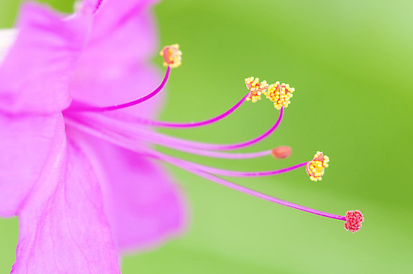 포토 JPG 해외이미지 식물 꽃 분홍색 사람없음 보라색 4 꽃가루 꽃수술 페루 해외202004 해외포토 컬러 숫자 남아메리카 가루 파일형식 이미지허브