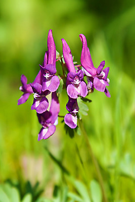 포토 JPG 해외이미지 식물 꽃잎 꽃 꽃무늬 패턴 자연 사람없음 야외 빛 컬러풀 정원 보라색 봄 벚꽃 묘사 해외202004 해외포토 계절 컬러 무늬 생태계 파일형식 이미지허브