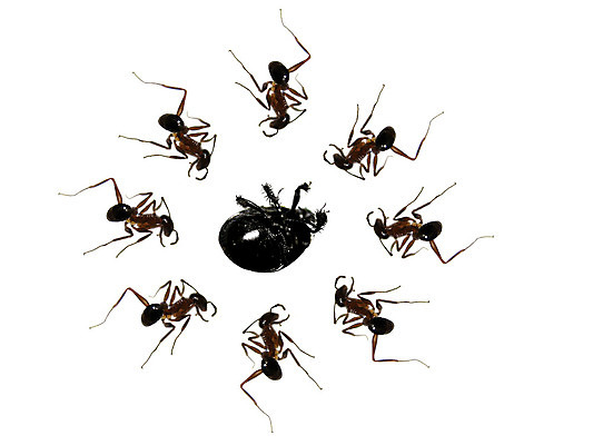 포토 JPG 해외이미지 곤충 컨셉 성공 사람없음 우승 벌레 계획 육군 개미 고립 승자 정책 통일 해외202004 해외포토 동물 군대 최고 파일형식 이미지허브