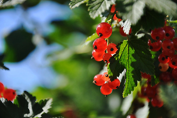 포토 JPG 해외이미지 식물 계절 열매 음식 줄기 백그라운드 잎 다이어트 채소 과일 재료 자연 디저트 건강 사람없음 빨간색 초록색 여름 농작물 정원 수확 가을 흰색 나뭇가지 신선 그룹 달콤 맛 다발 먹기 유기농 날것 내추럴 건포도 고립 숙성 채식주의자 전경 해외202004 해외포토 나무 웰빙 컬러 컨셉 농업 모션 포도 풍경 생태계 채식 건과일 파일형식 탑뷰 이미지허브