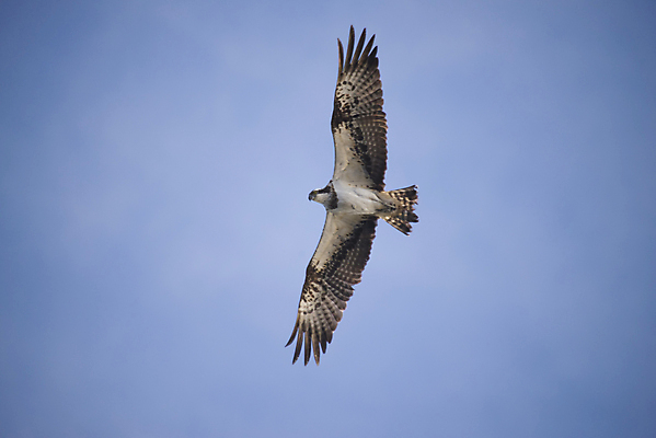 포토 JPG 해외이미지 나무 동물 계절 호수 바다 여행 조류 하늘 휴식 노르웨이 사람 풍경 사람없음 야외 목재 초록색 물 여름 파란색 강 컬러풀 반사 노란색 맑음 침묵 보트 해외202004 해외포토 자연요소 식물 유럽 컬러 컨셉 배_교통 재료 날씨 소리 파일형식 이미지허브
