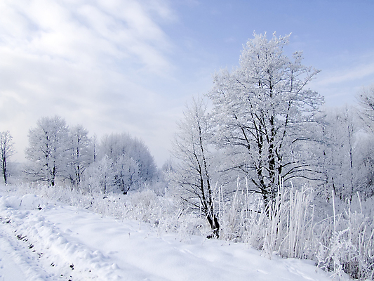 포토 JPG 해외이미지 나무 식물 크리스마스 겨울 자연 풍경 사람없음 얼음 침묵 흰색 나뭇가지 숲 서리 해외202004 해외포토 자연요소 계절 기념일 컬러 소리 생태계 파일형식 이미지허브