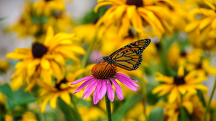 포토 JPG 해외이미지 식물 꽃잎 꽃 나비 곤충 캐나다 자연 건강 종류 사람없음 컬러풀 약 노란색 정원 보라색 벚꽃 벌레 허브 만족 꽃가루 꿀 내추럴 진짜 치료제 해외202004 해외포토 동물 감정 컬러 북아메리카 의학 가루 생태계 파일형식 이미지허브