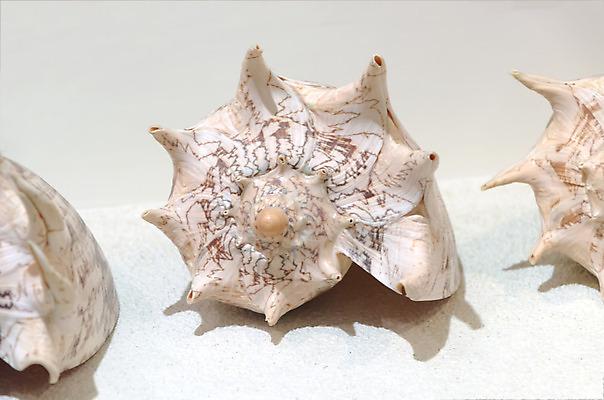 포토 JPG 해외이미지 동물 전통 디자인 옷 별 음식 모래 파도 바다 백그라운드 컨셉 패턴 바지 자연 표면 휴가 조개 불가사리 파노라마 종류 미술 사람없음 야외 장식 물 파란색 컬러풀 유행 환경 어둠 여러개 껍질 흰색 직물 도시 면 혼합 남색 수집 묘사 질감 땀 캔버스 가리비 섬유 내추럴 그런지 옛날 스타일 많음 해외202004 해외포토 자연요소 컬러 다수 무늬 하의 문화예술 어패류 극피동물 촬영기법 생태계 파일형식 이미지허브