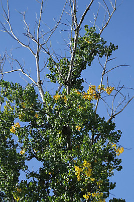 포토 JPG 해외이미지 나무 식물 계절 공원 백그라운드 단풍 잎 오렌지 자연 하늘 사람없음 야외 빨간색 초록색 여름 파란색 빛 컬러풀 노란색 성장 가을 나뭇가지 신선 떨어짐 9월 유기농 10월 해외202004 해외포토 웰빙 공공시설 컬러 컨셉 과일 날짜 생태계 파일형식 이미지허브
