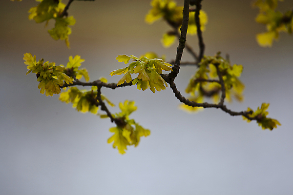 포토 JPG 해외이미지 나무 식물 계절 공원 백그라운드 잎 자연 바람 프레임 잔디 사람없음 야외 가로 초록색 여름 파란색 빛 노란색 우주 봄 활발 성장 나뭇가지 닫기 숲 오브젝트 빛망울 수평선 전경 효과 해외202004 해외포토 자연요소 공공시설 컬러 컨셉 모션 날씨 풍경 생태계 파일형식 탑뷰 이미지허브