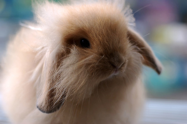 포토 JPG 해외이미지 동물 생물 사람없음 토끼 동물상 번 해외202004 해외포토 빵 포유류 반려동물 조형물 파일형식 이미지허브