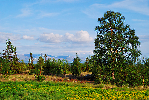 포토 JPG 해외이미지 나무 구름 잎 밭 자연 산 풍경 사람없음 야외 목재 초록색 여름 햇빛 숲 언덕 자작나무 생태학 해외202004 해외포토 자연요소 식물 계절 교육 컬러 농업 재료 태양 생태계 파일형식 이미지허브