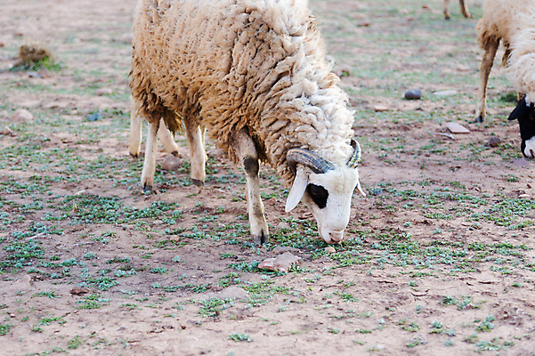 포토 JPG 해외이미지 동물 여행 백그라운드 밭 농업 포유류 자연 산 건조 털 풍경 사람없음 초록색 농장 농경지 갈색 검은색 가축 회색 흰색 시골 양 그룹 양치기 닫기 군중 방목 배고픔 언덕 암초 양고기 내추럴 양모 방치 해외202004 해외포토 직업 산업 컬러 모션 육류 사람 직물 축산업 생태계 파일형식 이미지허브