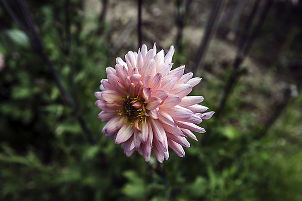 포토 JPG 해외이미지 식물 계절 꽃잎 행복 별 자연 친절 선물 사랑 사람없음 초록색 물 컬러풀 햇빛 평화 정원 봄 활발 에너지 시골 인사 원형 그룹 큼 수분 향수 순수 즐거움 순환 향기 날카로움 꽃가루 부드러움 완전 해외202004 해외포토 자연요소 도형 꽃 감정 컬러 컨셉 모션 태양 화장품 예절 감각 크기 가루 생태계 냄새 파일형식 이미지허브