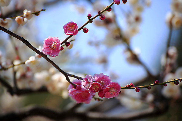 포토 JPG 해외이미지 꽃 하늘 사람없음 관광지 봄 신선 자두 해외202004 해외포토 식물 계절 여행 과일 파일형식 이미지허브