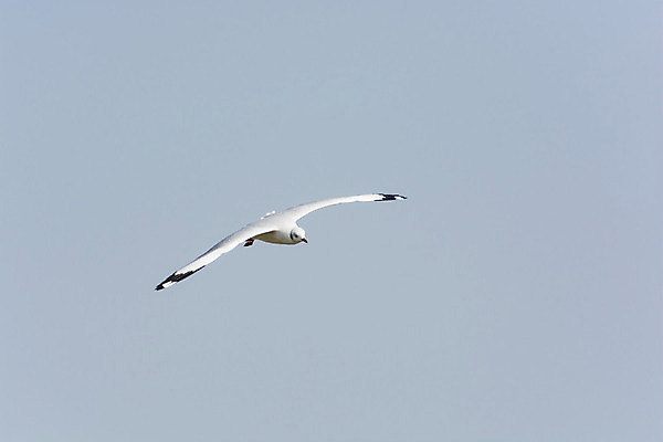 포토 JPG 해외이미지 동물 구름 야생동물 바다 포즈 백그라운드 날개 자연 갈매기 조류 하늘 바람 날씨 사람없음 물 여름 파란색 빛 태양 평화 우주 맑음 자유 흰색 비행 우아함 깃털 천국 내추럴 무료 생태학 해외202004 해외포토 자연요소 계절 교육 컬러 컨셉 생태계 파일형식 이미지허브