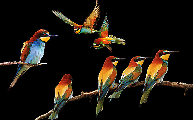 포토 JPG 해외이미지 동물 유럽 야생동물 백그라운드 아프리카 자연 조류 사람없음 초록색 반려동물 세트 컬러풀 환경 흰색 나뭇가지 관찰 황무지 닫기 수집 사파리 질감 생물학 부리 앵무새 육식동물 철새 고립 동물상 섬광 이국적 잉꼬 집게발 해외202004 해외포토 나무 교육 나라 컬러 모션 조형물 생태계 파일형식 이미지허브