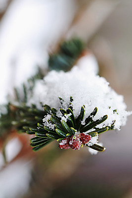 포토 JPG 해외이미지 나무 계절 겨울 자연 추상 사람없음 야외 세로 초록색 컬러풀 사진촬영 추위 나뭇가지 소나무 끝 묘사 그림 눈내림 카피스페이스 전경 해외202004 해외포토 식물 컬러 무늬 눈_날씨 풍경 촬영 공백 생태계 파일형식 탑뷰 이미지허브