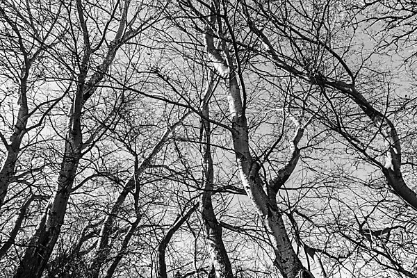 포토 JPG 해외이미지 나무 식물 계절 공원 실루엣 겨울 밭 자연 하늘 흑백 풍경 사람없음 목재 검은색 어둠 침묵 안개 흰색 나뭇가지 시골 고독 유령 숲 12월 대머리 모음 벌거벗은 블러 수목 트란실바니아 해외202004 해외포토 헤어스타일 공공시설 감정 컬러 농업 재료 날씨 촬영기법 한글 소리 날짜 생태계 루마니아 파일형식 이미지허브