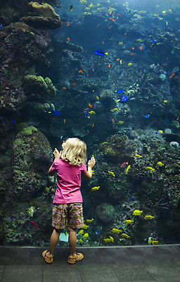 포토 JPG 해외이미지 동물 응시 여자 어린이 바다 창문 자연 유리 관리 어류 한명 서기 사람 물 파란색 청춘 컬러풀 금발 수중 관찰 호기심 탱크 암초 수족관 해외202004 해외포토 자연요소 1 헤어스타일 시선 감정 컬러 컨셉 모션 재질 수중동물 생태계 파일형식 이미지허브