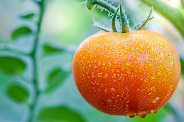 포토 JPG 해외이미지 식물 계절 음식 백그라운드 잎 밭 농업 다이어트 토마토 채소 과일 재료 자연 아침 건강 요리 사람없음 빨간색 초록색 물 농작물 햇빛 농장 일출 정원 젖음 수확 나뭇가지 신선 체리 맛 떨어짐 큼 다발 유기농 날것 아이비 숙성 온실 해외202004 해외포토 주간 자연요소 나무 웰빙 산업 컬러 컨셉 태양 노을 크기 생태계 파일형식 이미지허브