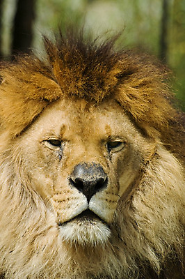 포토 JPG 해외이미지 동물 남자 야생동물 포유류 아프리카 사람없음 머리 사자 사파리 코 갈기 해외202004 해외포토 나라 사람 신체부위 파일형식 이미지허브