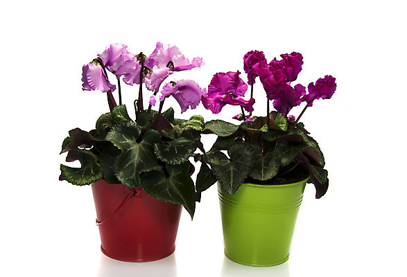 포토 JPG 해외이미지 식물 계절 꽃잎 꽃 분홍색 잎 꽃무늬 자연 주택 선물 사람없음 장식 빨간색 초록색 노란색 보라색 벚꽃 흰색 개화 고립 해외202004 해외포토 컬러 무늬 건물 생태계 파일형식 이미지허브