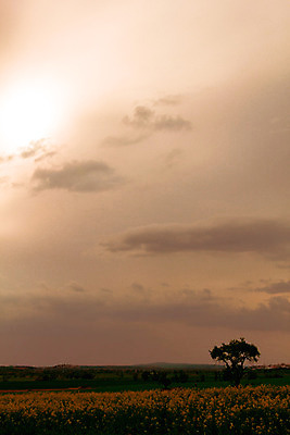 포토 JPG 해외이미지 나무 식물 구름 꽃 음식 잎 밭 농업 자연 하늘 콩 풍경 사람없음 야외 세로 초록색 빛 농작물 햇빛 태양 농장 봄 성장 벚꽃 시골 개화 분위기 스페인 장면 대두 땅바닥 수평선 카피스페이스 해외202004 해외포토 자연요소 계절 유럽 산업 컬러 컨셉 곡류 바닥 공백 생태계 파일형식 이미지허브