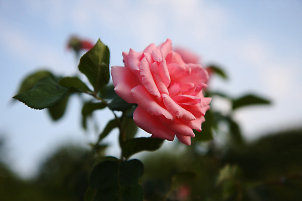 포토 JPG 해외이미지 꽃 분홍색 백그라운드 농업 자연 사람없음 야외 빨간색 컬러풀 장미 정원 봄 소프트포커스 해외202004 해외포토 식물 계절 산업 컬러 촬영기법 생태계 파일형식 이미지허브