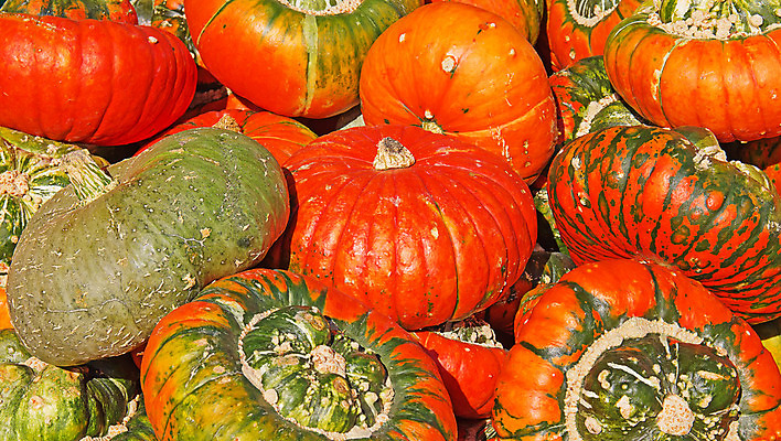 포토 JPG 해외이미지 계절 음식 백그라운드 농업 다이어트 채소 오렌지 호박 건강 사람없음 야외 장식 빨간색 컬러풀 농장 노란색 맑음 침묵 할로윈 수확 가을 신선 시장 먹기 심볼 유기농 추수감사절 스쿼시 내추럴 땅바닥 밭일 숙성 많음 해외202004 해외포토 웰빙 산업 기독교 스포츠 컬러 컨셉 과일 모션 날씨 바닥 구기 소리 파일형식 이미지허브