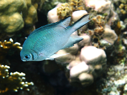 포토 JPG 해외이미지 동물 야생동물 바다 아프리카 자연 휴가 휴식 바닥 이집트 어류 사람없음 물 수중 수영 스노클링 산호 다이빙 암초 발견 깊이 동물상 이국적 해외202004 해외포토 자연요소 나라 컨셉 조형물 수중동물 수상스포츠 자포동물 생태계 수중스포츠 파일형식 이미지허브