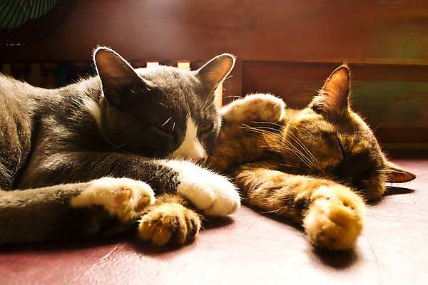 포토 JPG 해외이미지 동물 포즈 백그라운드 포유류 포옹 엄마 휴식 수염 키스 털 사랑 경비 앉기 사람없음 파란색 반려동물 머리카락 고양이 줄무늬 회색 코트 흰색 아기 신생아 잠 바느질 모피 손목시계 귀 부드러움 실타래 여왕 기르기 동반자 주목 동정 해외202004 해외포토 감정 시계 컬러 컨셉 무늬 장신구 가족 안기 모션 안전 사람 신체부위 머리 외투 감각 보호 애정표현 돌봄 파일형식 이미지허브