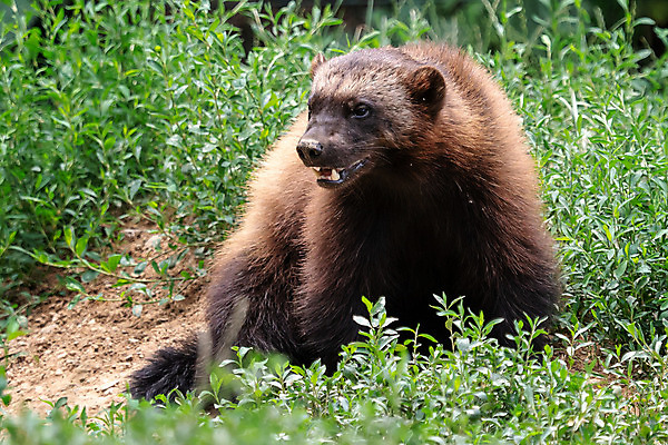 포토 JPG 해외이미지 동물 얼굴 야생동물 곰 포유류 자연 사람없음 갈색 힘 위험 모피 육식동물 멸종 동물상 힘찬 해외202004 해외포토 컬러 컨셉 신체부위 조형물 생태계 파일형식 이미지허브