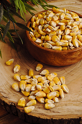 포토 JPG 해외이미지 건조 옥수수 씨앗 사람없음 가로 농작물 노란색 해외202004 해외포토 식물 컬러 농업 곡류 파일형식 이미지허브