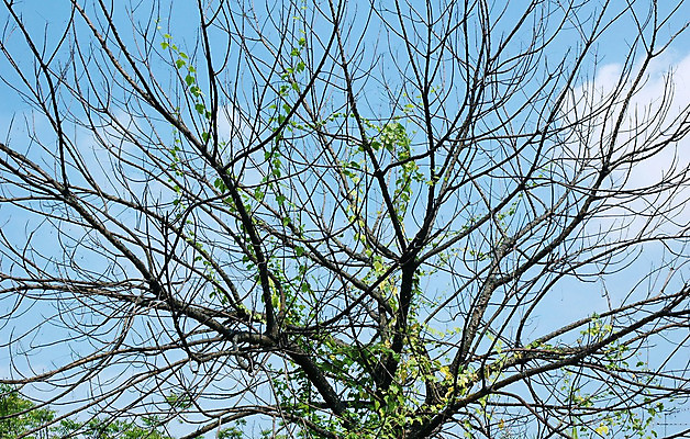 포토 JPG 해외이미지 나무 식물 계절 공원 줄기 잎 자연 하늘 사람없음 야외 목재 파란색 성장 가을 나뭇가지 신선 막대기 날것 나무껍질 내추럴 벌거벗은 복잡 해외202004 해외포토 공공시설 컬러 컨셉 재료 껍질 생태계 파일형식 이미지허브