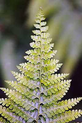 포토 JPG 해외이미지 식물 잎 꽃무늬 자연 새로움 사람없음 초록색 물 여름 환경 봄 성장 물방울 신선 숲 열대우림 내추럴 양치류 해외202004 해외포토 자연요소 계절 꽃 컬러 컨셉 무늬 생태계 파일형식 이미지허브