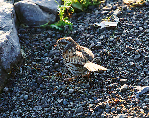 포토 JPG 해외이미지 백그라운드 조류 사람없음 갈색 맑음 회색 검색 참새 해외202004 해외포토 동물 컬러 날씨 파일형식 이미지허브