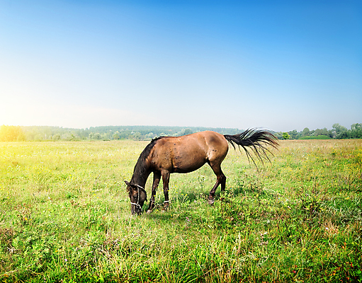포토 JPG 해외이미지 동물 포즈 밭 농업 포유류 자연 하늘 풍경 사람없음 야외 초록색 여름 파란색 컬러풀 달리기 햇빛 태양 농장 갈색 마을 가축 봄 농촌 군중 먹이 방목 갈기 총구 평야 해외202004 해외포토 자연요소 계절 산업 컬러 모션 사람 시골 축산업 생태계 파일형식 이미지허브