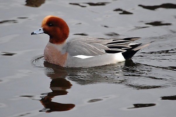 포토 JPG 해외이미지 오리 사람없음 해외202004 해외포토 조류 파일형식 이미지허브