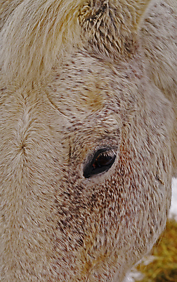 포토 JPG 해외이미지 동물 겨울 포유류 생물 사람없음 파란색 가축 회색 승마 해외202004 해외포토 계절 스포츠 컬러 파일형식 이미지허브