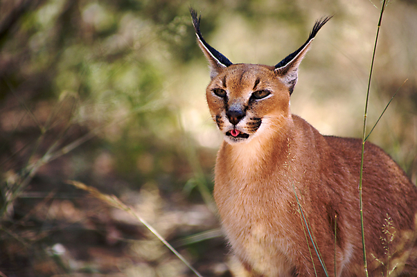 포토 JPG 해외이미지 동물 응시 야생동물 백그라운드 패턴 포유류 자연 털 동물원 사람없음 갈색 머리 고양이 사막 점 입 우아함 닫기 위험 큼 사냥 귀 육식동물 사냥꾼 멸종 이국적 스라소니 해외202004 해외포토 직업 시선 컬러 컨셉 무늬 모션 신체부위 반려동물 크기 생태계 파일형식 이미지허브