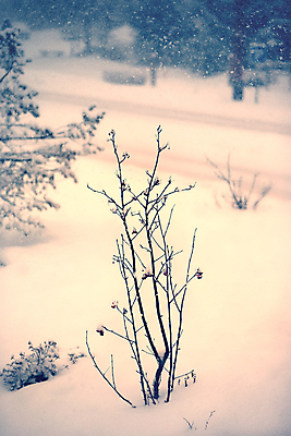 포토 JPG 해외이미지 식물 계절 꽃 백그라운드 겨울 밭 자연 건조 사람없음 흰색 계획 내추럴 옛날 해외202004 해외포토 컬러 컨셉 농업 생태계 파일형식 이미지허브